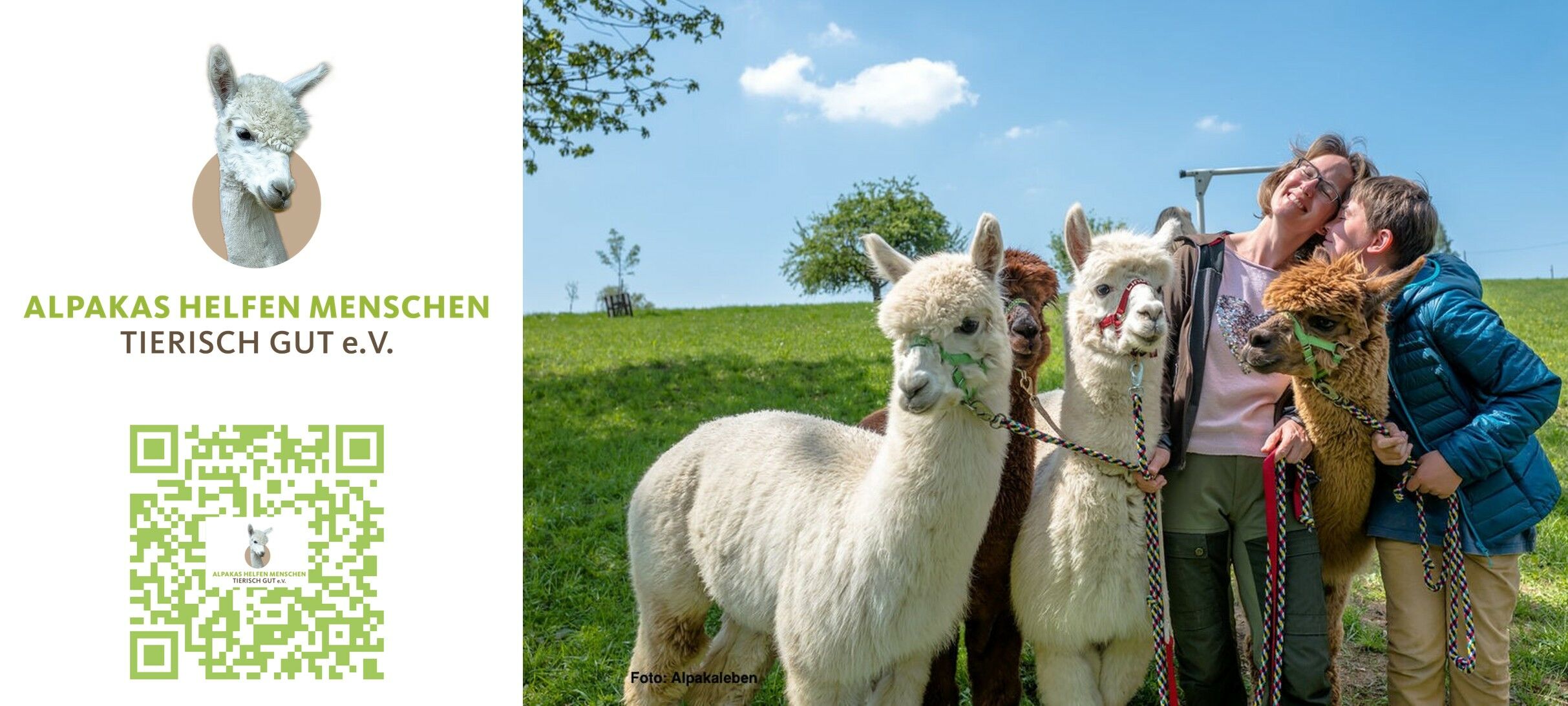 Foto: Alpakaleben